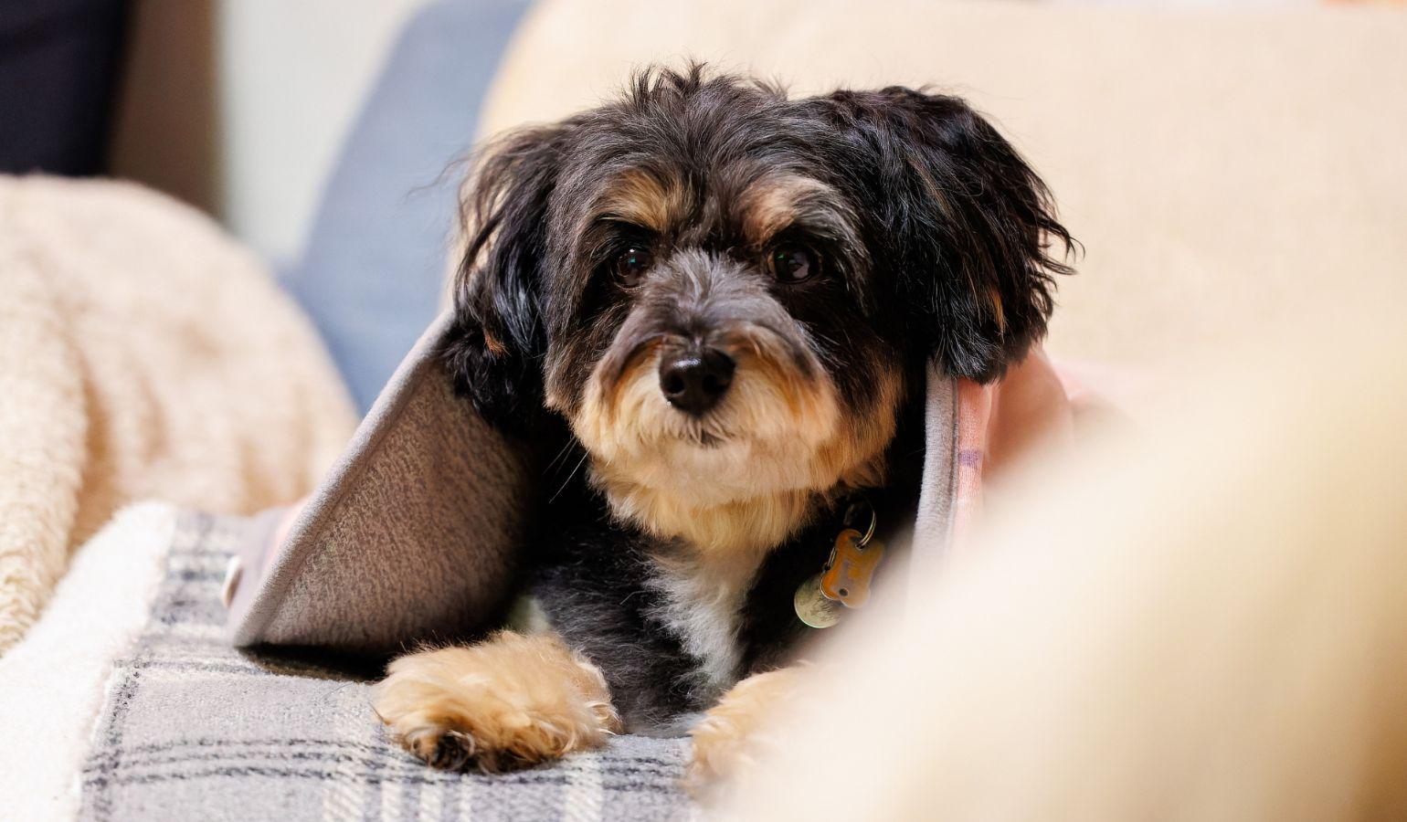 犬種「ポメプー」のイメージ